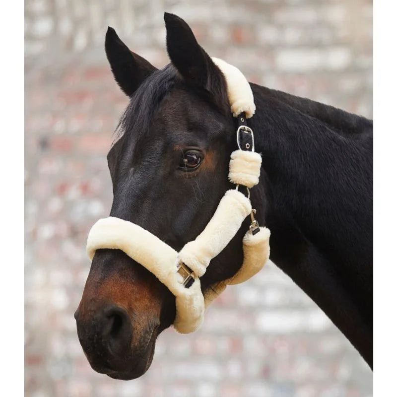 Licol mouton